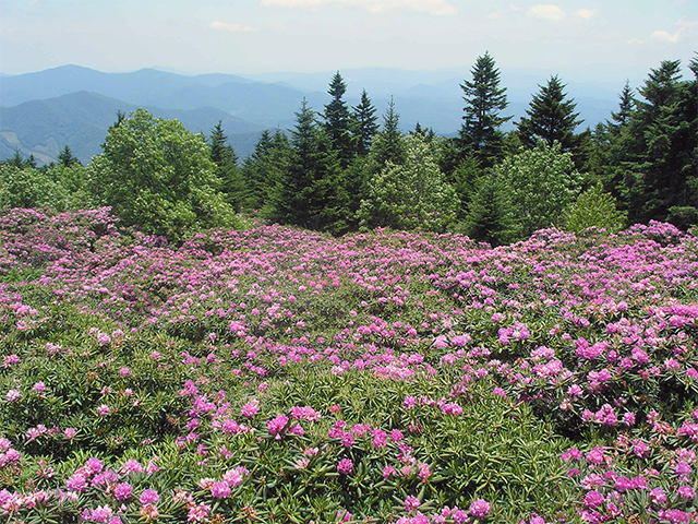 Catawba Rhododendrons by Simon Thompson